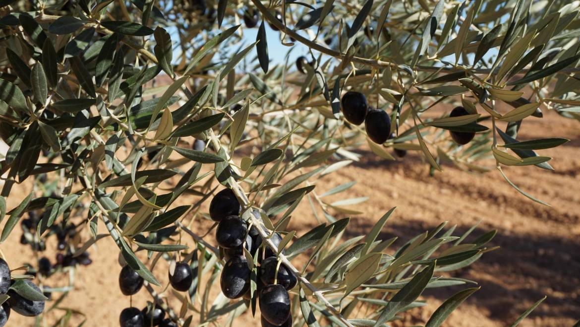 El Arte del Cuidado de los Olivos: Consejos Esenciales para Cultivadores