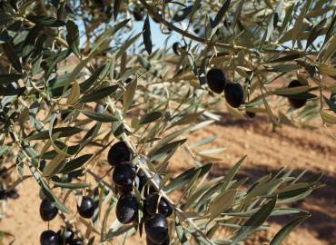 El Arte del Cuidado de los Olivos: Consejos Esenciales para Cultivadores